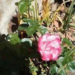 펜션 Le Petit Lustucru Saint-Martin-des-Champs (Manche)